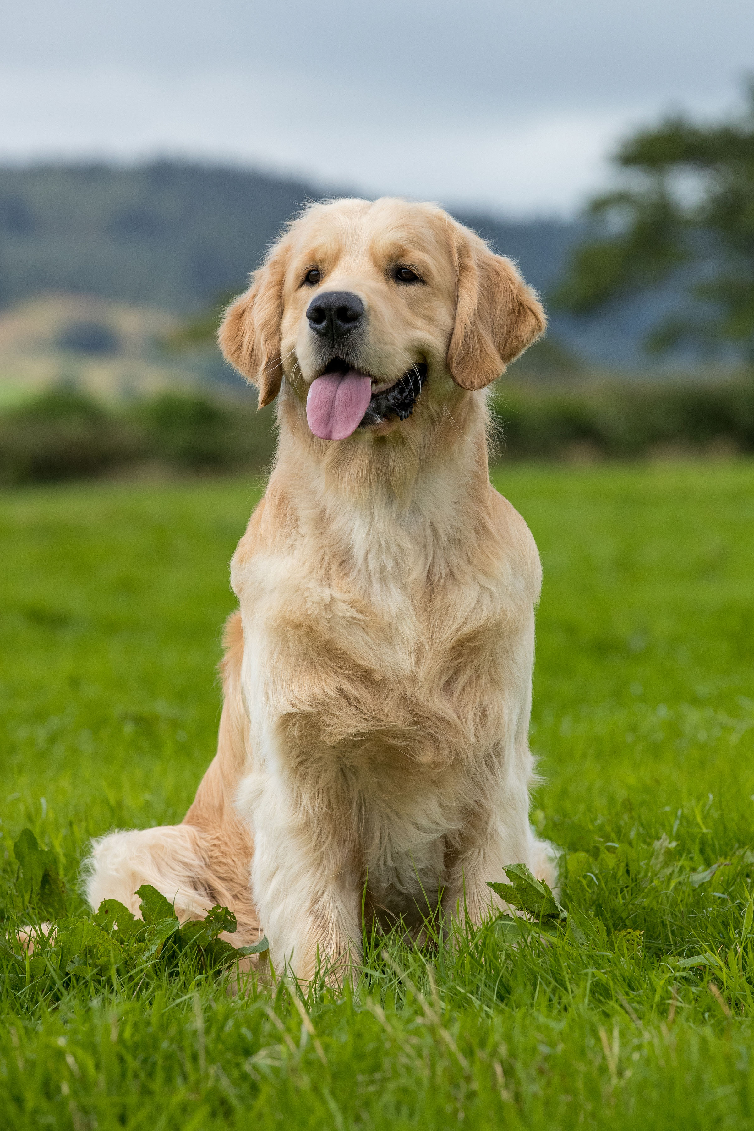 england golden retriever farm